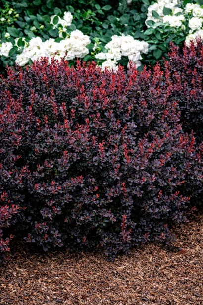 Berberis thunbergii Pygruzam